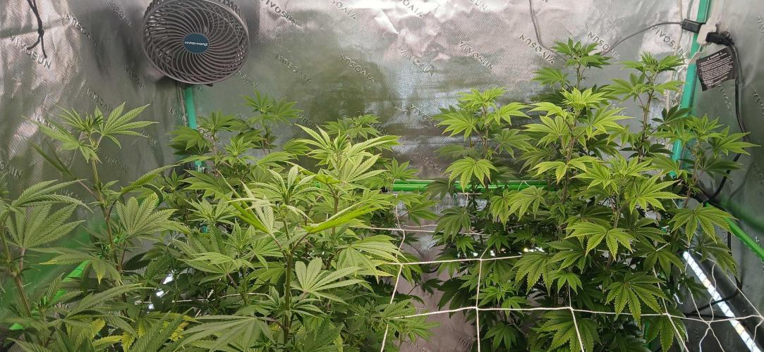 Godfather OG from SeedSupreme. Week 10