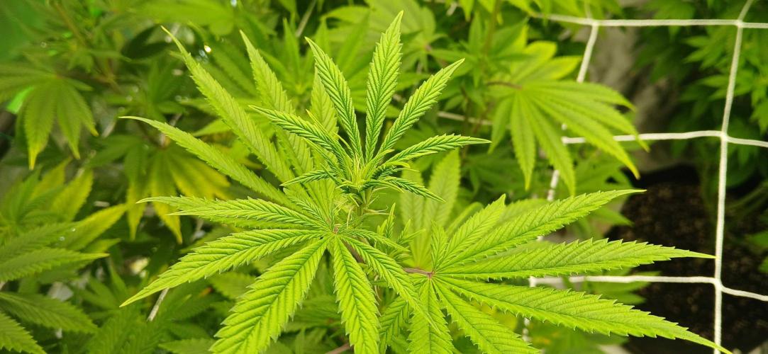 Godfather OG from SeedSupreme. Week 10