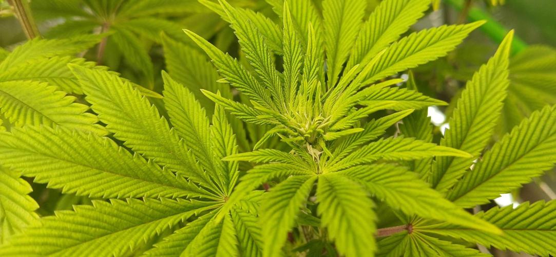 Godfather OG from SeedSupreme. Week 10