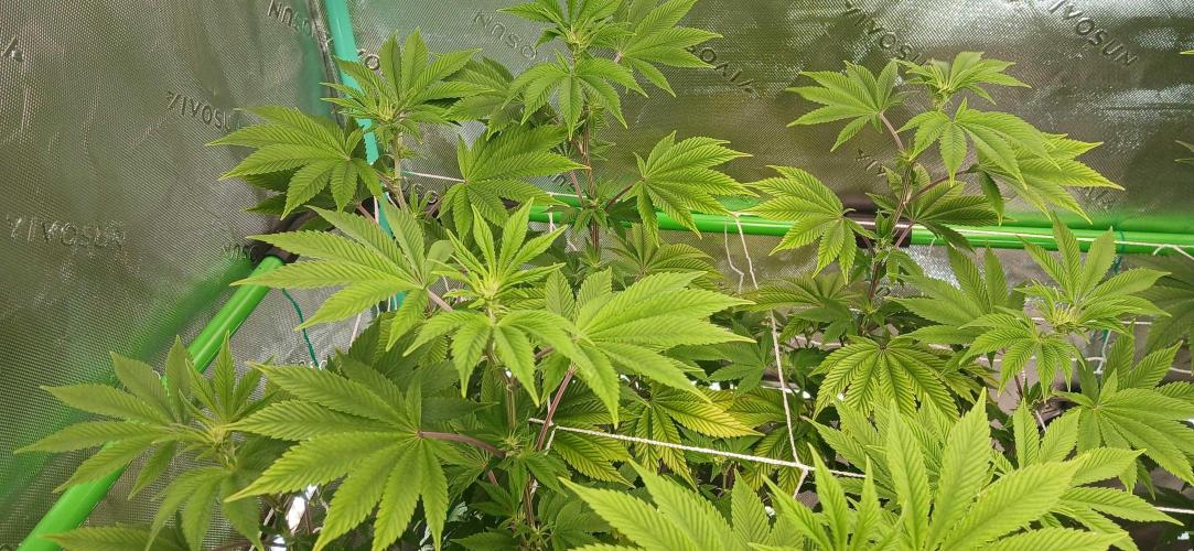 Godfather OG from SeedSupreme. Week 10