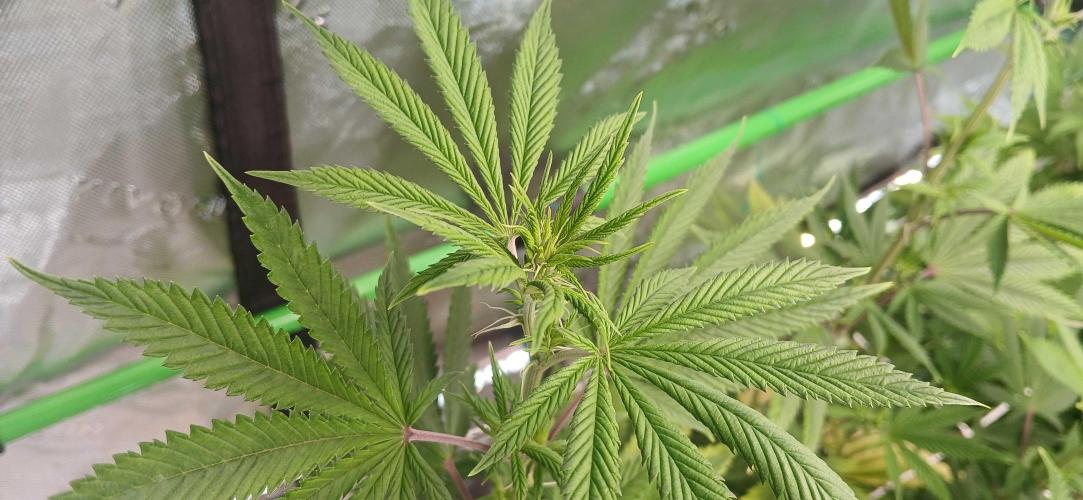 Godfather OG from SeedSupreme. Week 10