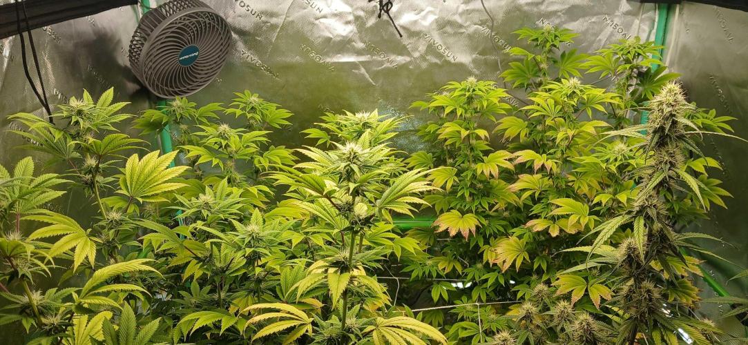 Godfather OG from SeedSupreme. Week 12