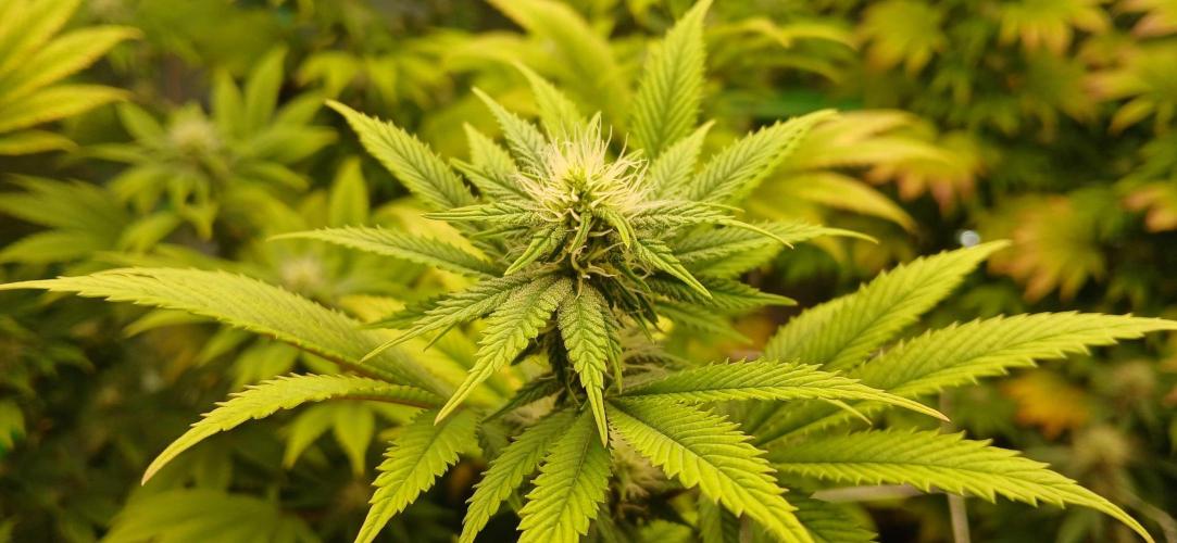 Godfather OG from SeedSupreme. Week 12