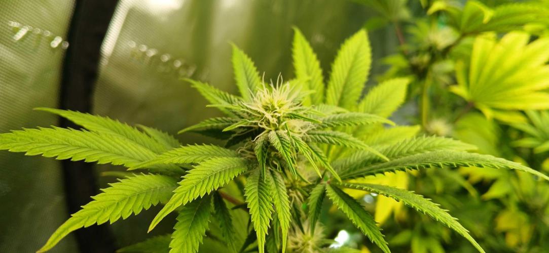 Godfather OG from SeedSupreme. Week 12