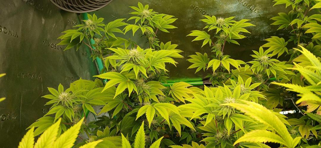 Godfather OG from SeedSupreme. Week 12