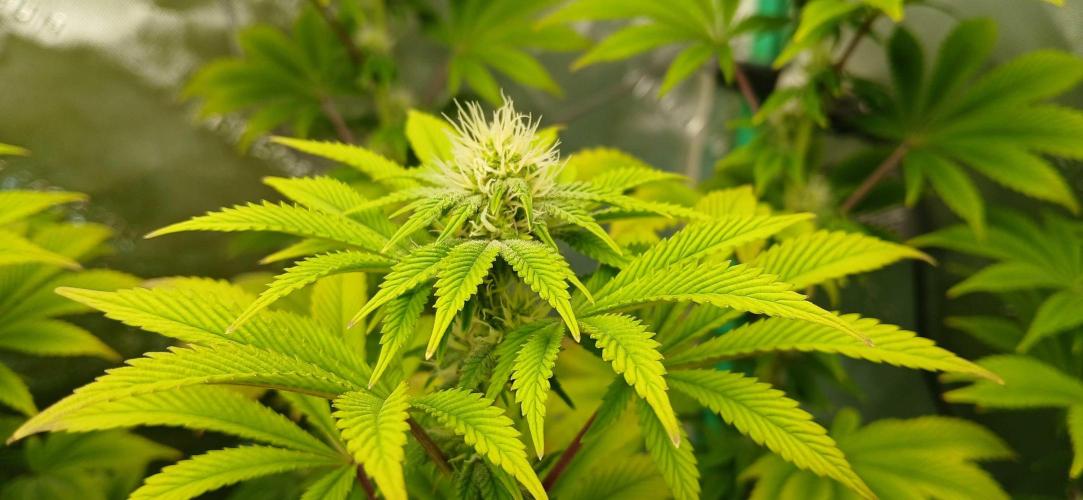 Godfather OG from SeedSupreme. Week 12