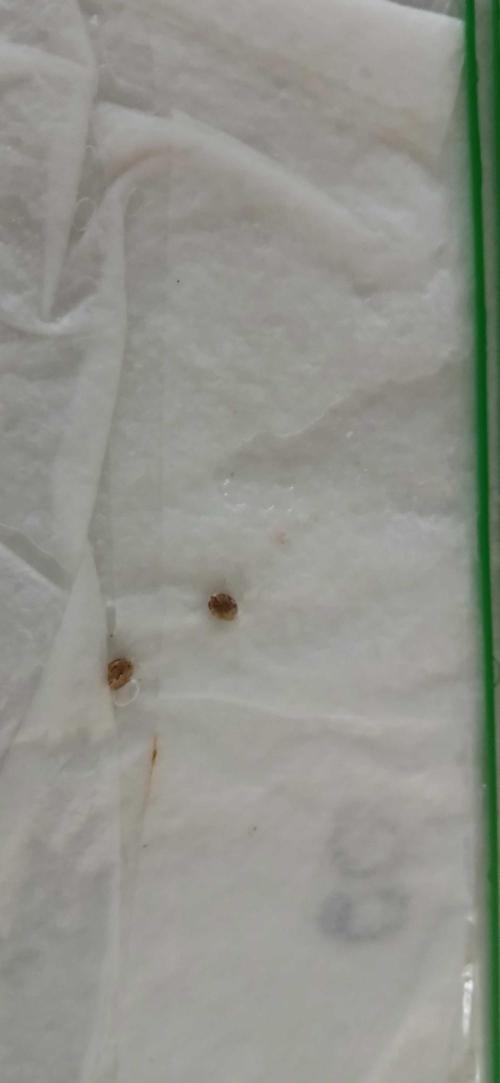 Game Over - Happy Valley Genetics. Week 0