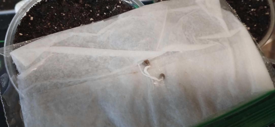 Game Over - Happy Valley Genetics. Week 0 - nice tails