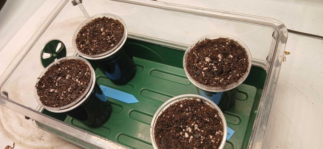 Game Over - Happy Valley Genetics. Week 0