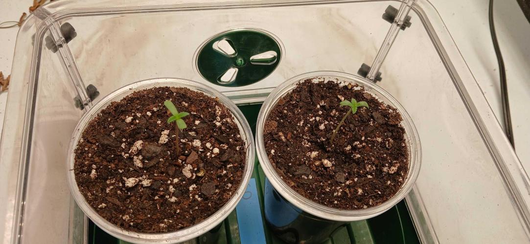 Game Over - Happy Valley Genetics. Week 0