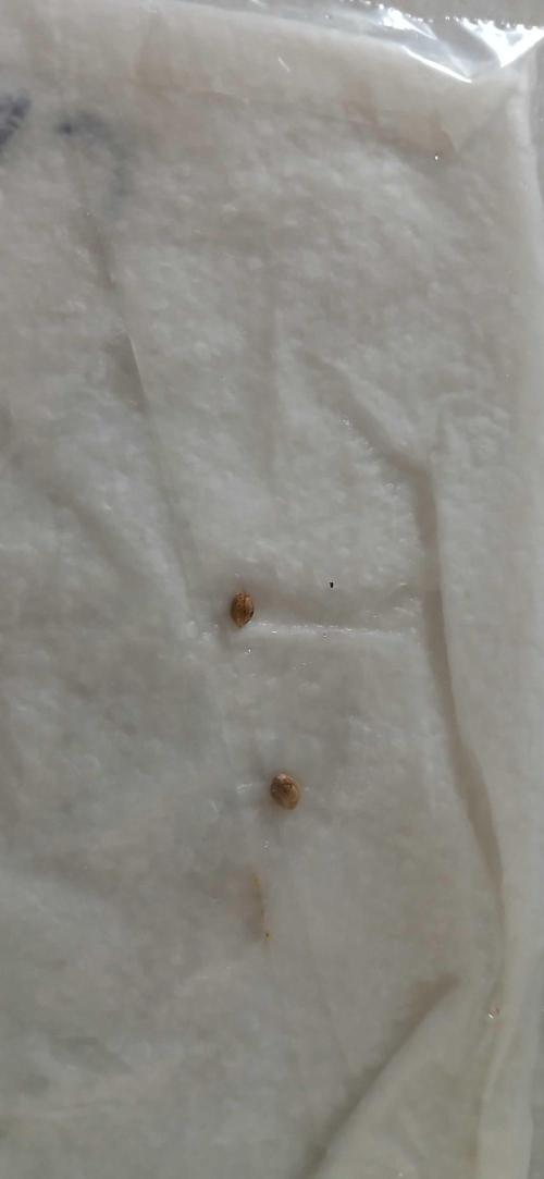 White Widow - Seed Supreme. Week 0