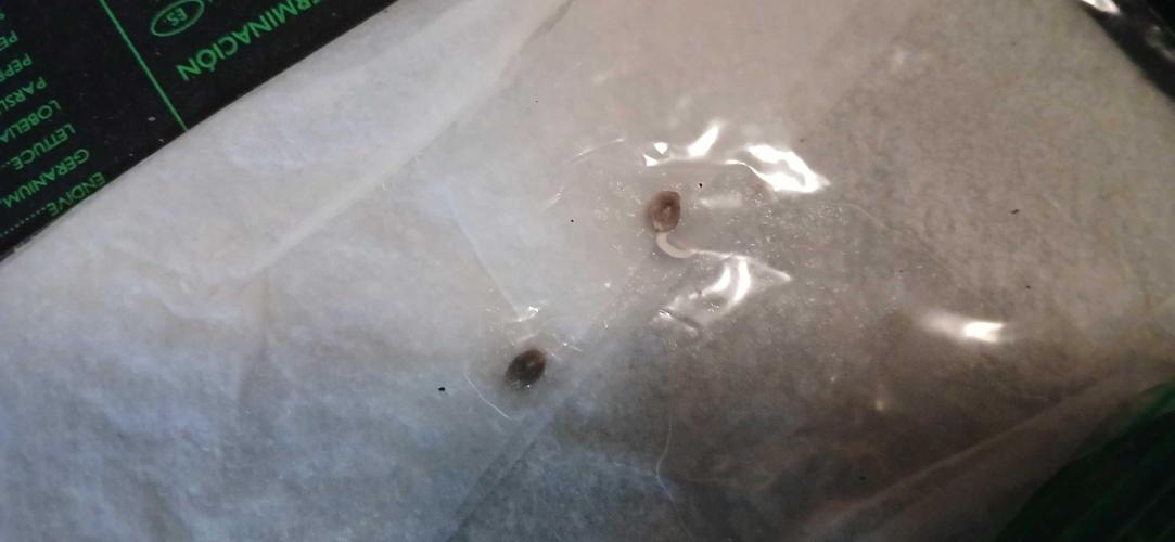 White Widow - Seed Supreme. Week 0