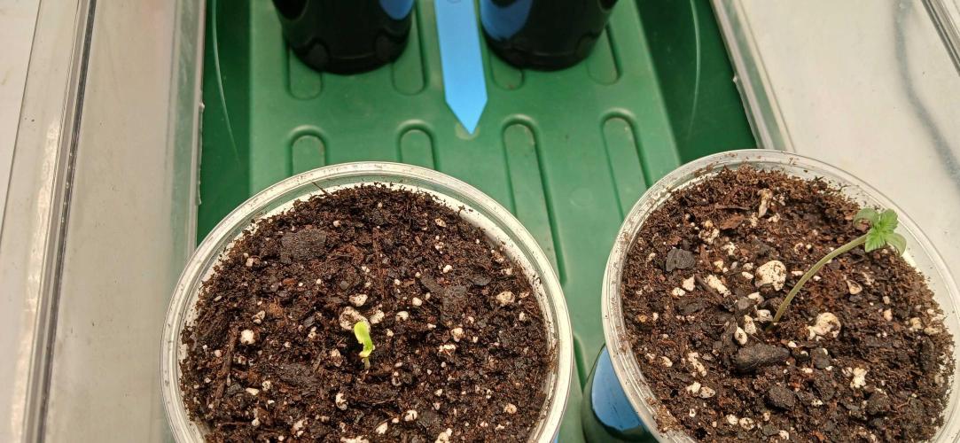 White Widow - Seed Supreme. Week 0