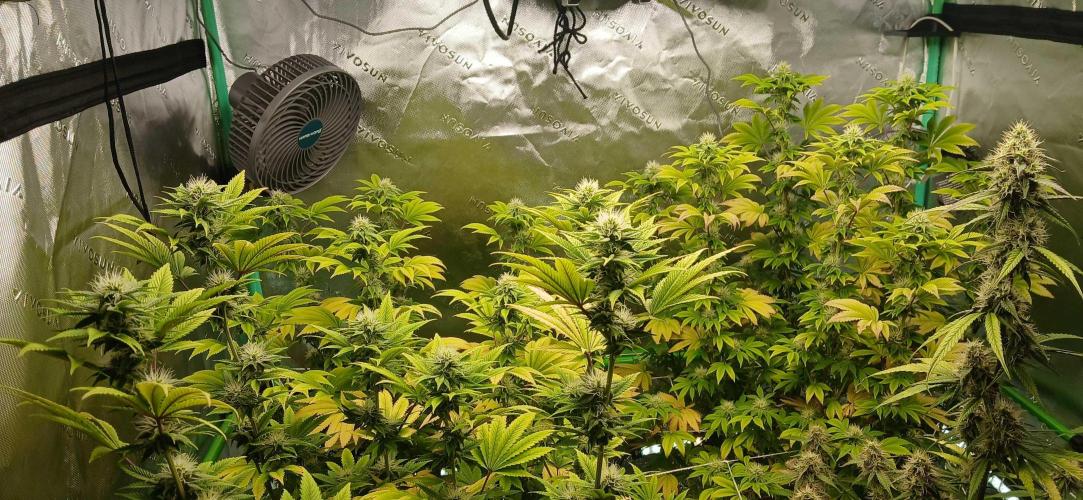 Godfather OG from SeedSupreme. Week 13