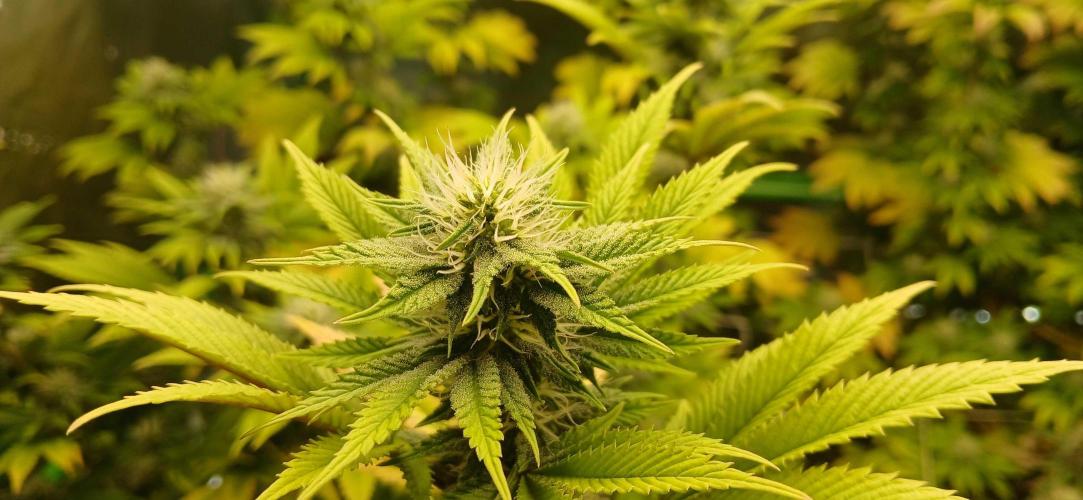 Godfather OG from SeedSupreme. Week 13