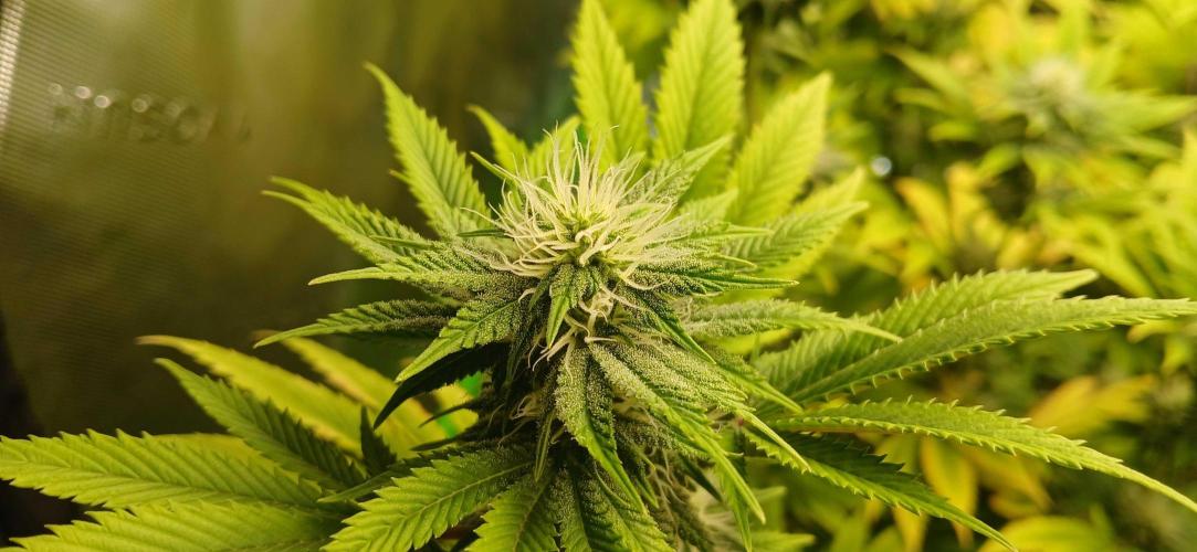 Godfather OG from SeedSupreme. Week 13