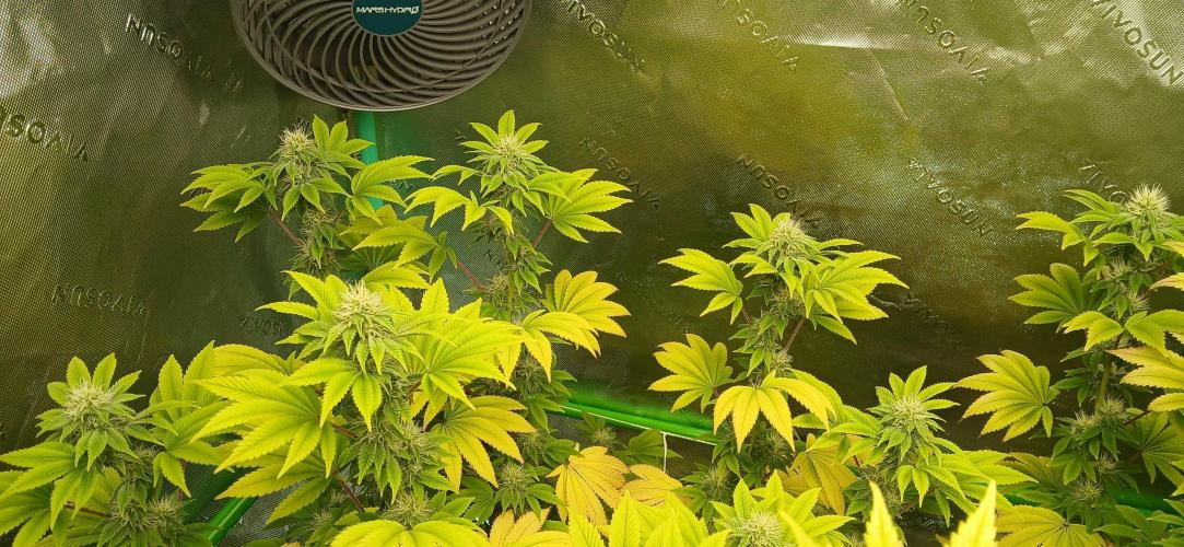 Godfather OG from SeedSupreme. Week 13