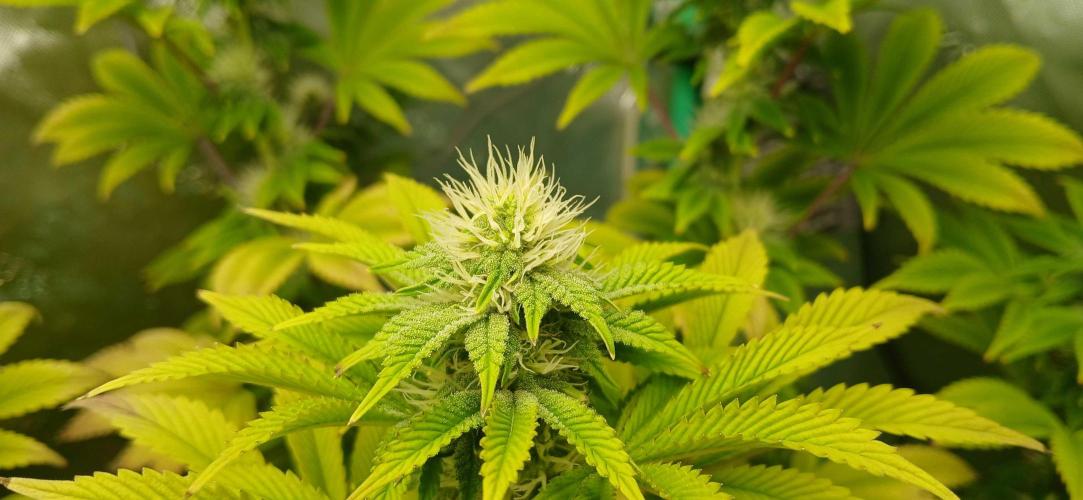 Godfather OG from SeedSupreme. Week 13