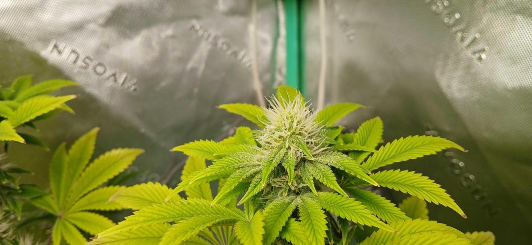 Godfather OG from SeedSupreme. Week 13