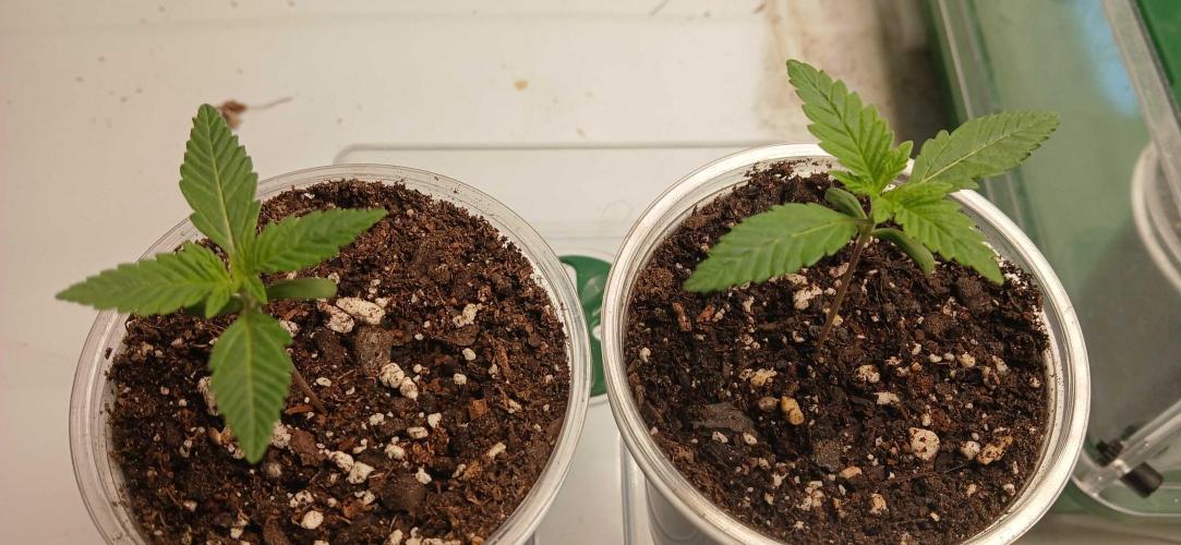 Game Over - Happy Valley Genetics. Week 1