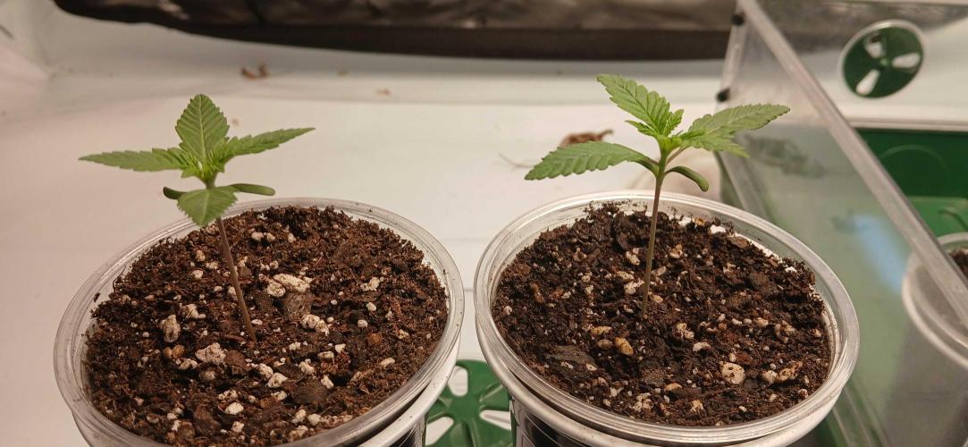 Game Over - Happy Valley Genetics. Week 1