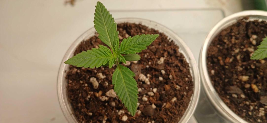 Game Over - Happy Valley Genetics. Week 1