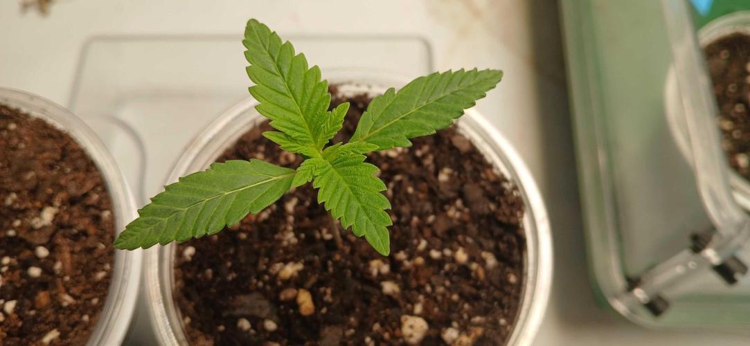 Game Over - Happy Valley Genetics. Week 1