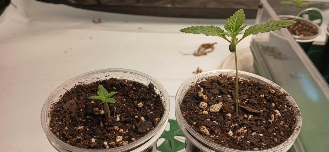 White Widow - Seed Supreme. Week 1