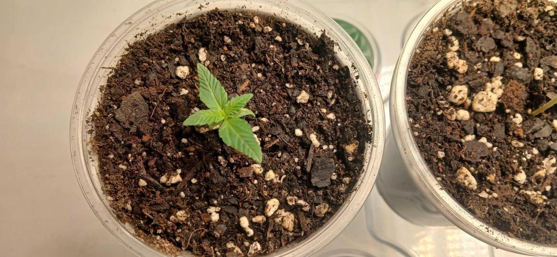 White Widow - Seed Supreme. Week 1