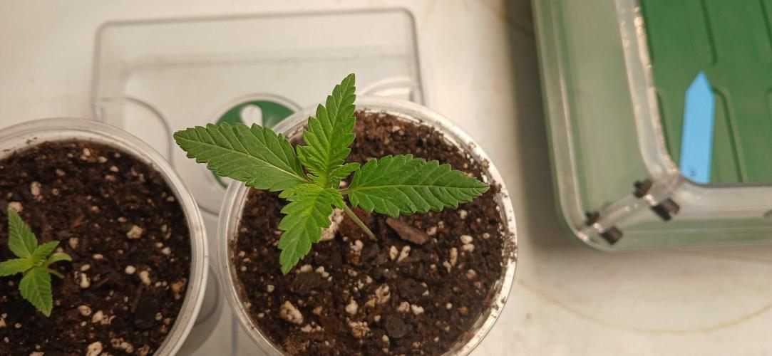 White Widow - Seed Supreme. Week 1