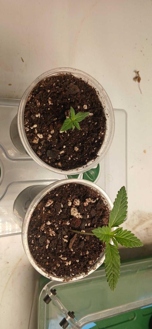 White Widow - Seed Supreme. Week 1