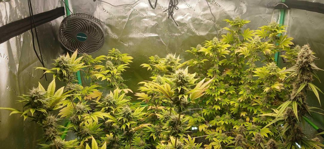 Godfather OG from SeedSupreme. Week 14