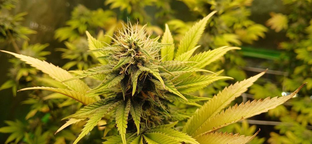 Godfather OG from SeedSupreme. Week 14