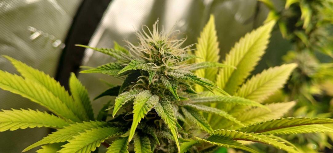 Godfather OG from SeedSupreme. Week 14