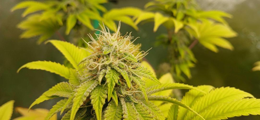 Godfather OG from SeedSupreme. Week 14