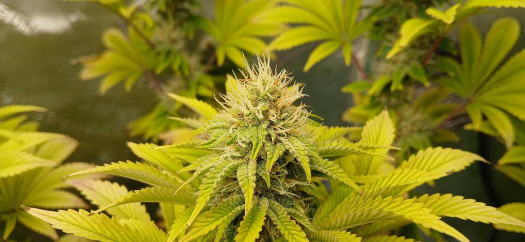 Godfather OG from SeedSupreme. Week 14