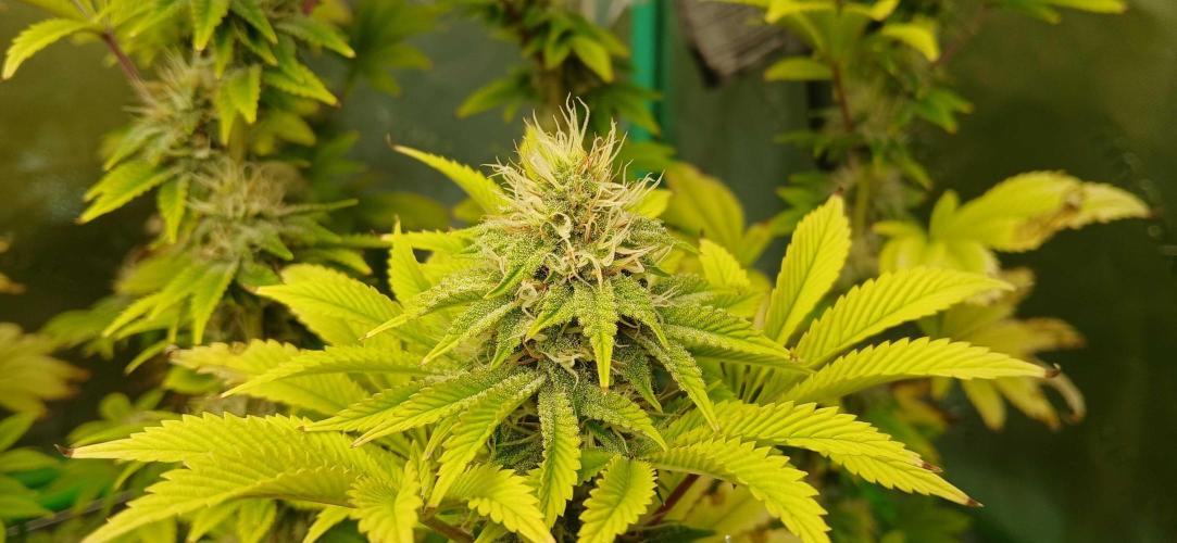 Godfather OG from SeedSupreme. Week 14