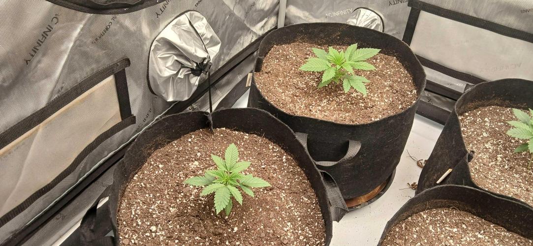 Game Over - Happy Valley Genetics. Week 2