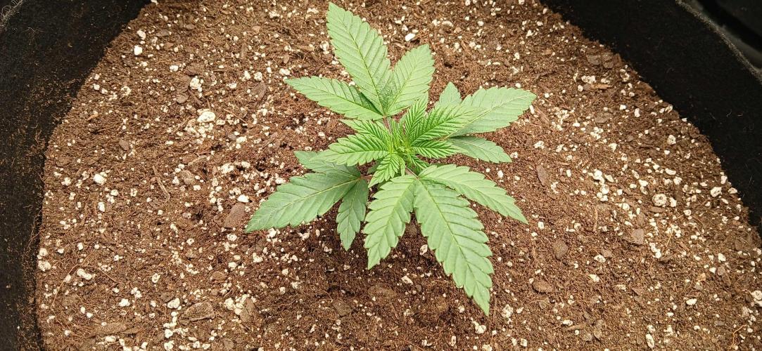 Game Over - Happy Valley Genetics. Week 2