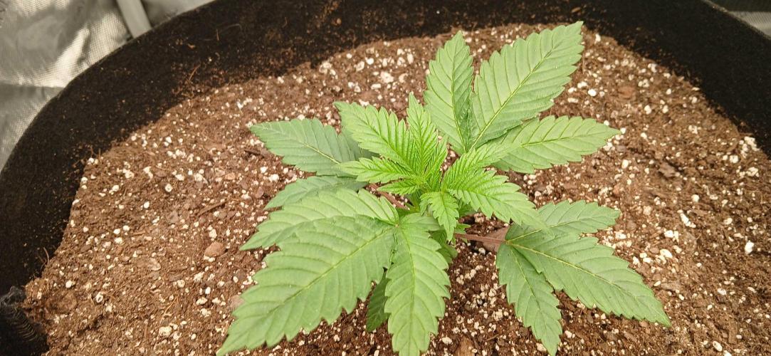 Game Over - Happy Valley Genetics. Week 2