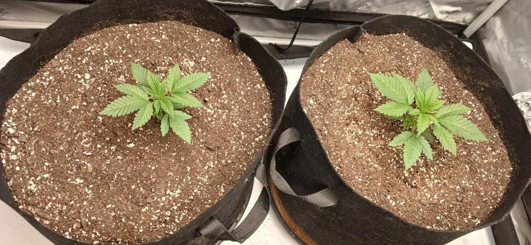 Game Over - Happy Valley Genetics. Week 2