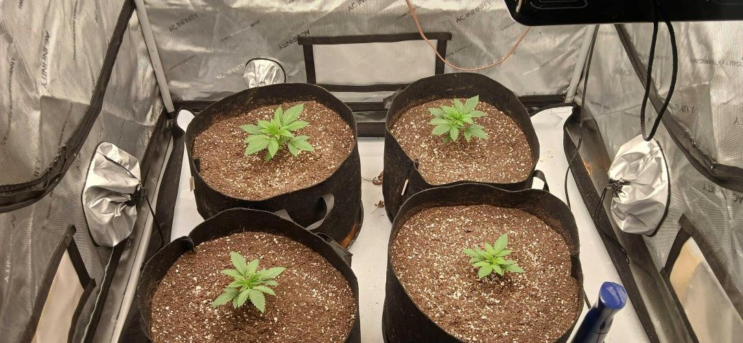 White Widow - Seed Supreme. Week 2