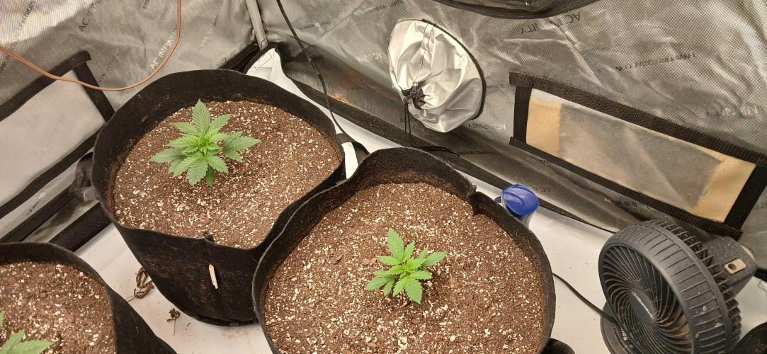 White Widow - Seed Supreme. Week 2