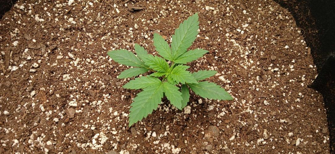 White Widow - Seed Supreme. Week 2