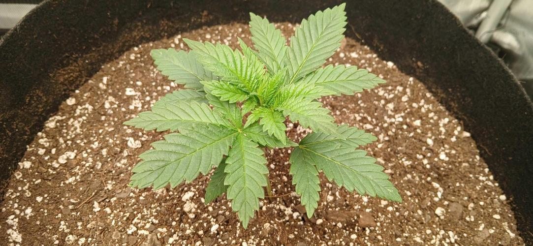 White Widow - Seed Supreme. Week 2