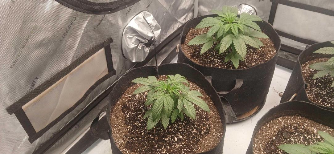 Game Over - Happy Valley Genetics. Week 3