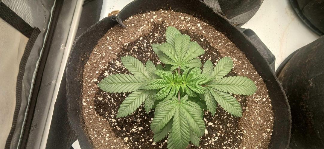 Game Over - Happy Valley Genetics. Week 3