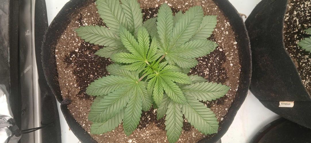 Game Over - Happy Valley Genetics. Week 3