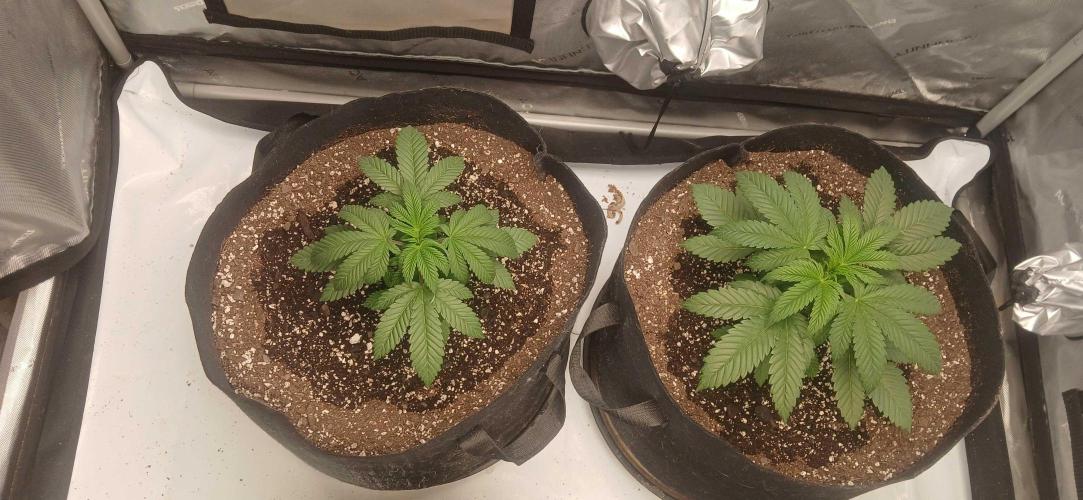 Game Over - Happy Valley Genetics. Week 3