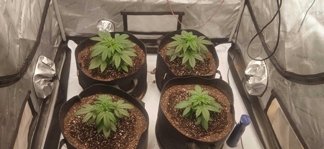 Game Over - Happy Valley Genetics. Week 3